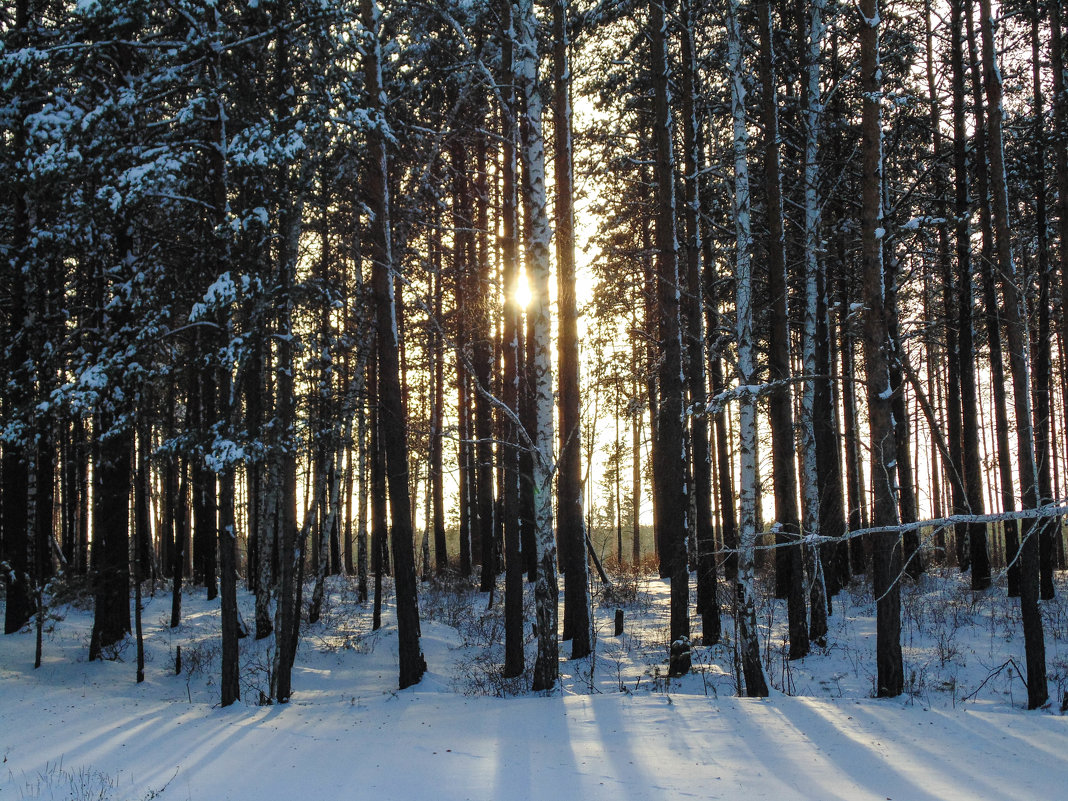 солнце сквозь лес - Иван 