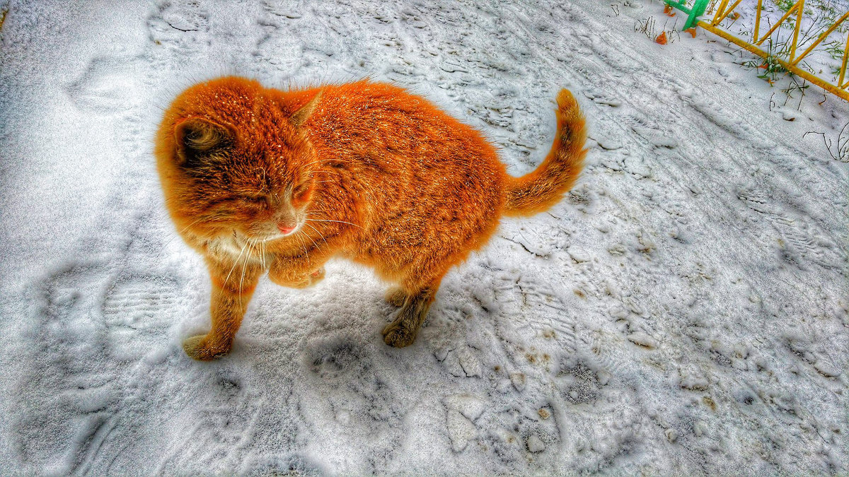 Сказочный зимний кот - Ирина Крохмаль