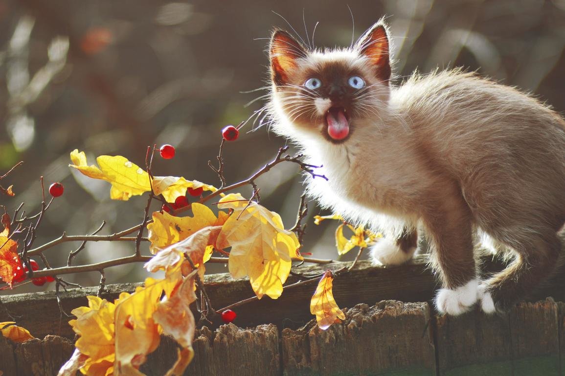 Доброе Утро Картинки Осенние С Котами