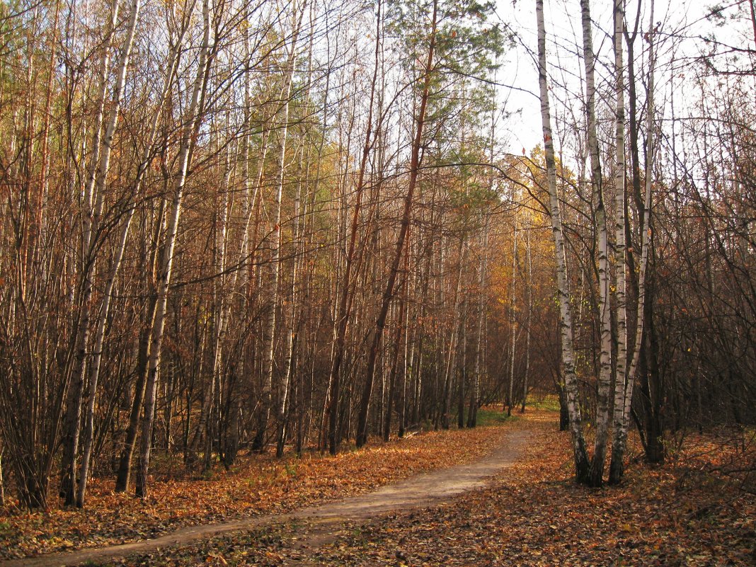 Осенний пасмурный денёк. - Лена Минакова