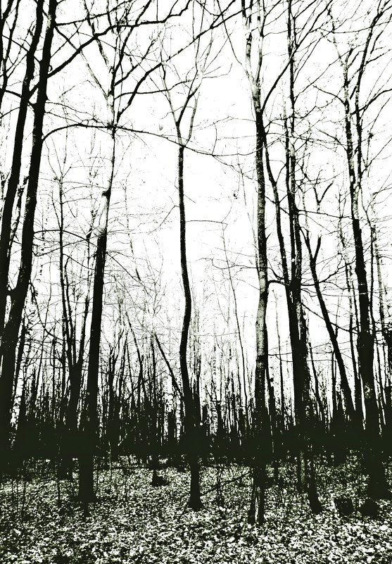 И  темнота редеющего леса..(вар. 2).... - Валерия  Полещикова 