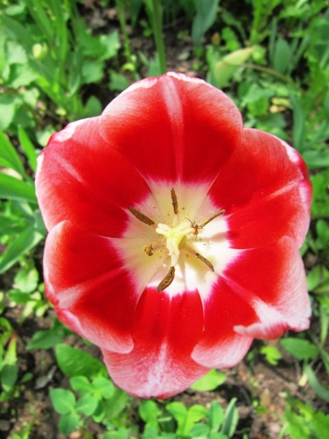 Красно-белый тюльпан - Дмитрий Никитин