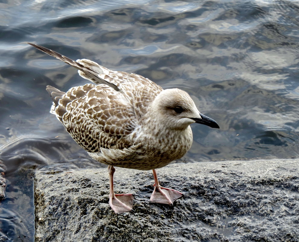 Чайка на заливе - Светлана Петошина