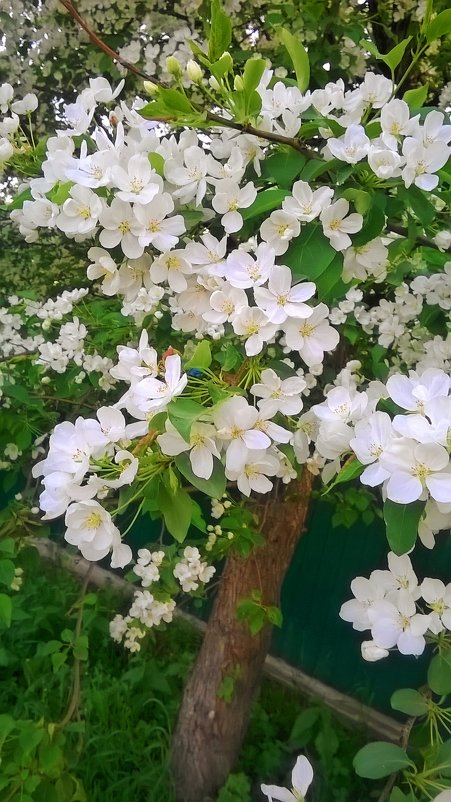 цветуцяя яблоня - вероника гениатуллина