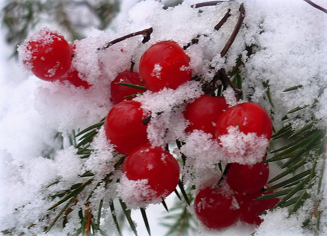 наливные ягоды рдеют на снегу.... - Павлова Татьяна Павлова
