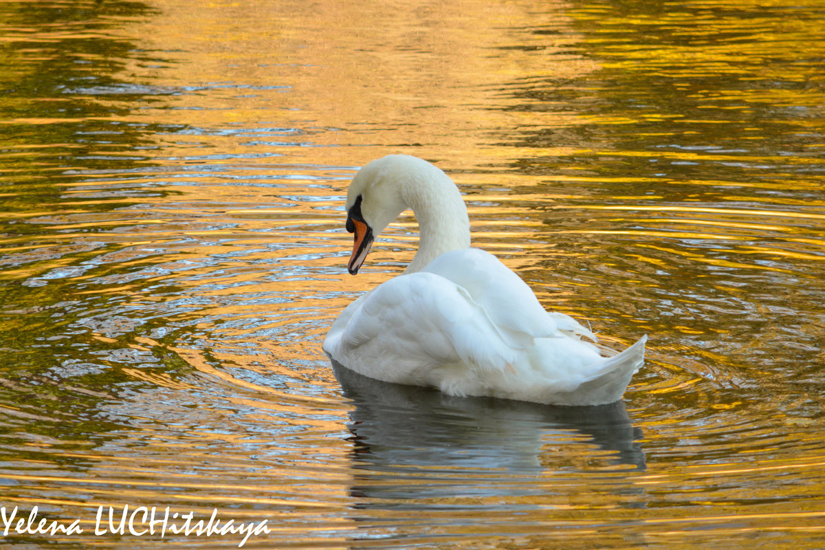 А белый лебедь на пруду качает павшую листву... - Yelena LUCHitskaya