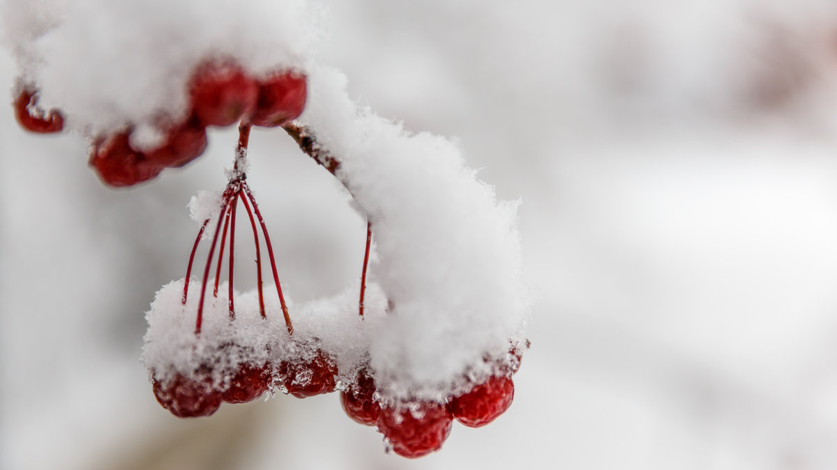 winter waited, waited nature - the snow fell - Дмитрий Карышев