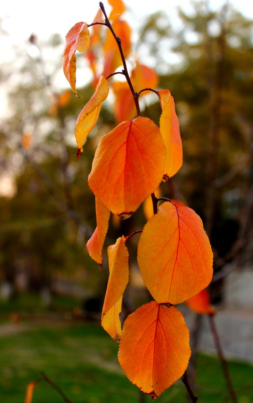 Осенняя персиковая веточка - Светлана 