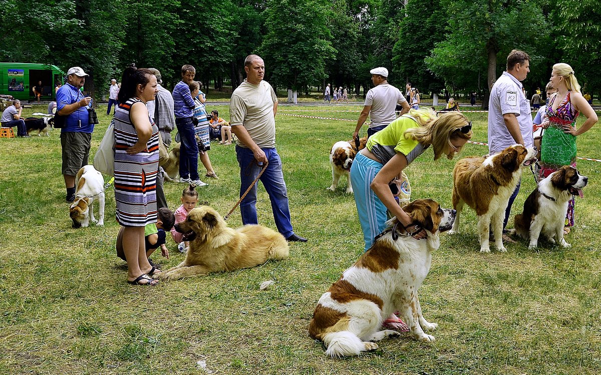 Выставка собак - Владимир Болдырев