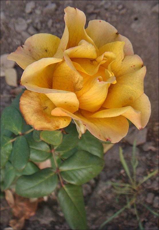Ноябрьская роза - Нина Корешкова