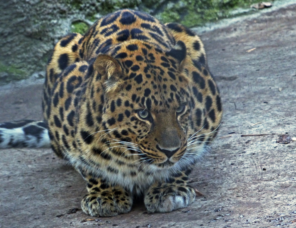 Дальневосточный амурский леопард - Александр Запылёнов