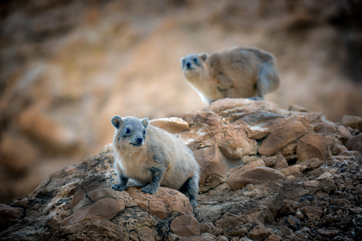 Rock hyrax - Алексей Каценбоген