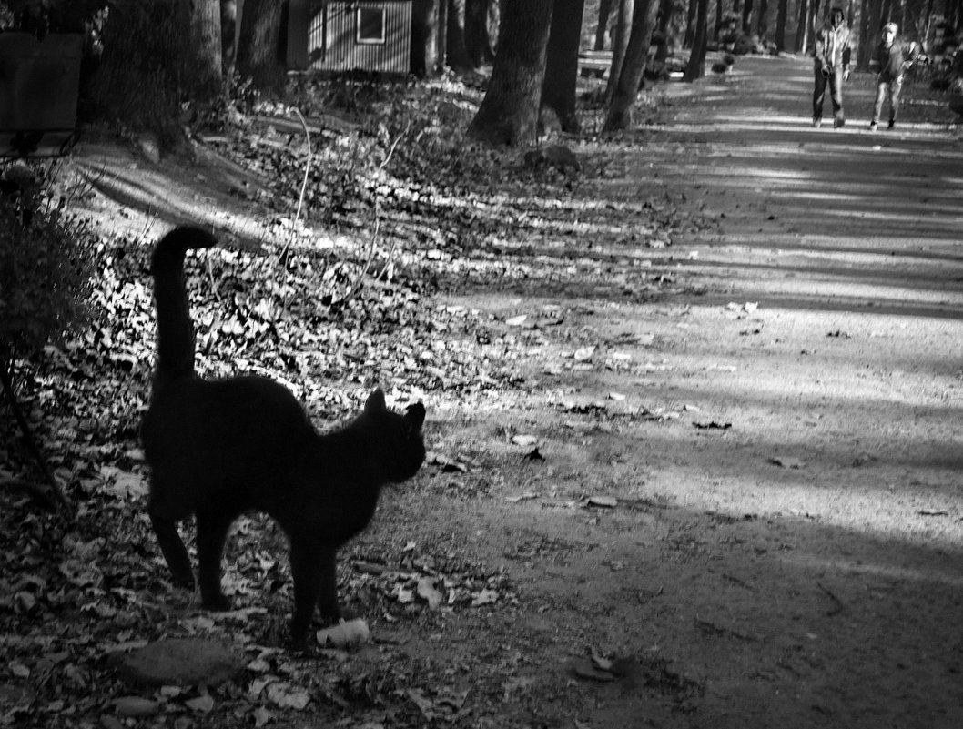 Про черного кота - Лидия Цапко