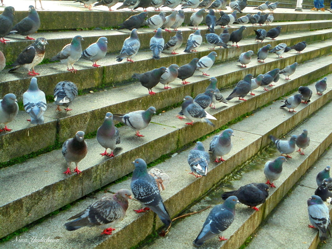 Голуби на лестнице у озера Альстер - Nina Yudicheva
