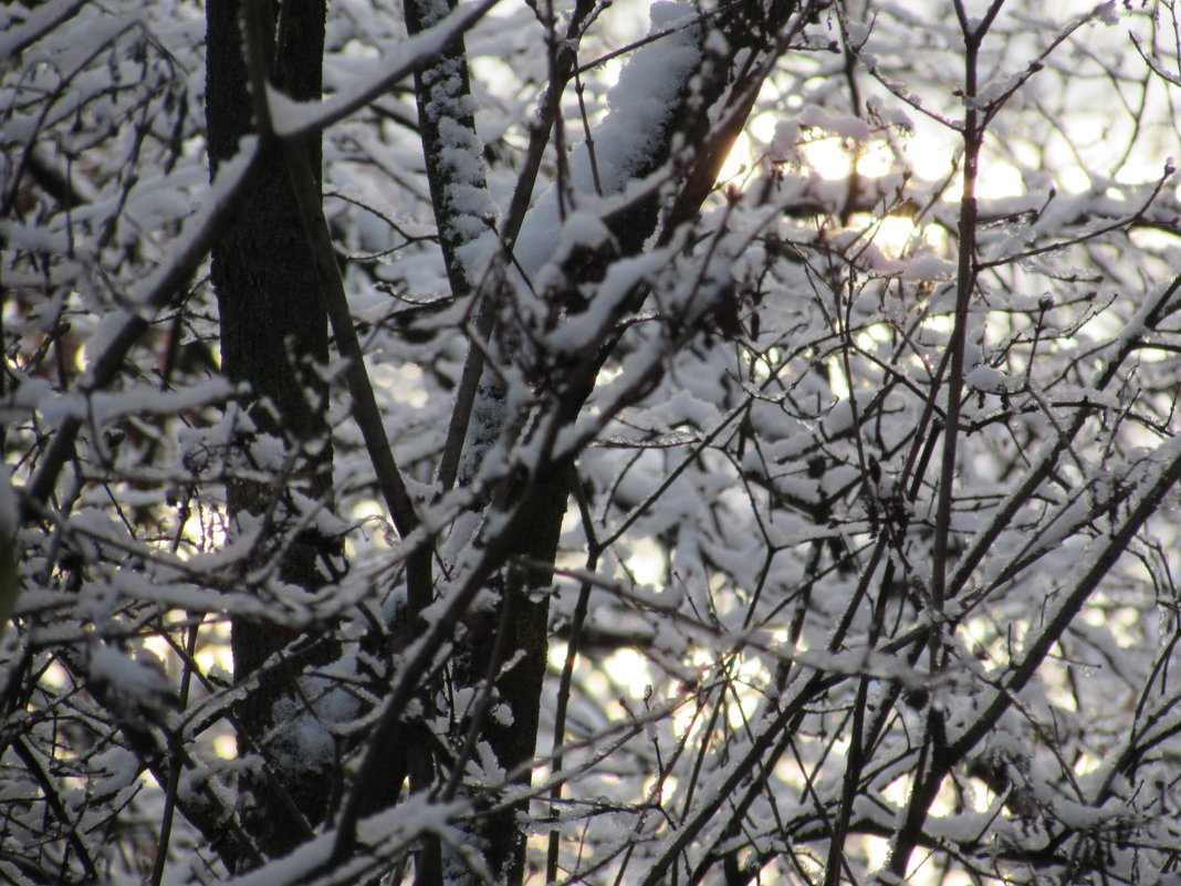 Снег на деревьях - Валюша Черкасова