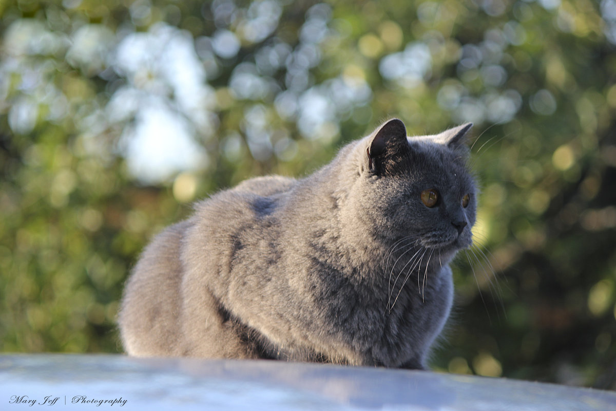 Cat - Мари Шмакова