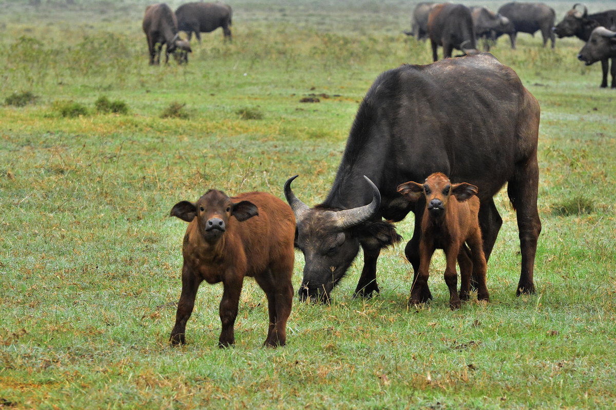 Кенийские буйволы - Алена Карташова