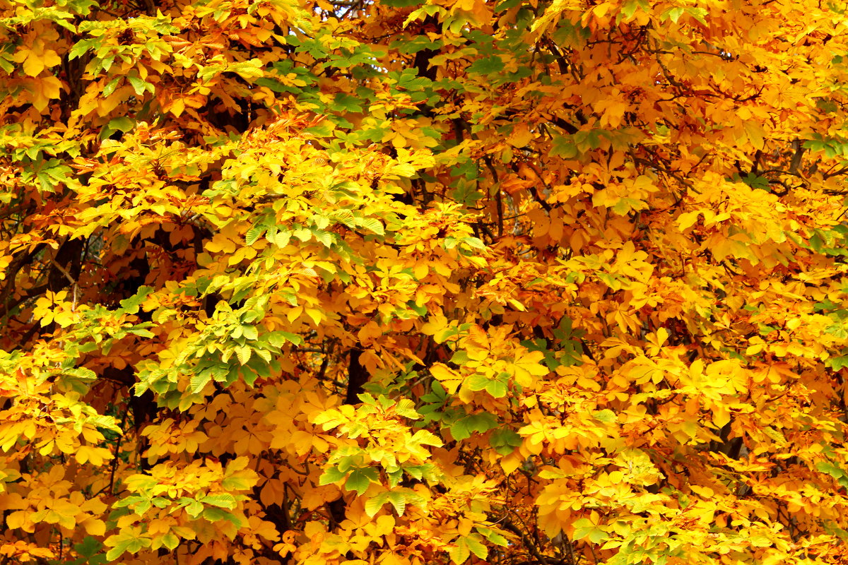 Осенняя листва - Светлана 