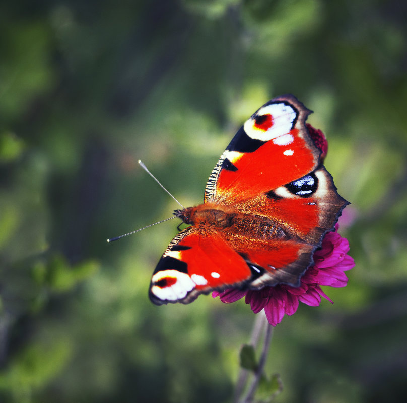 Butterfly.... - Галина !!!!