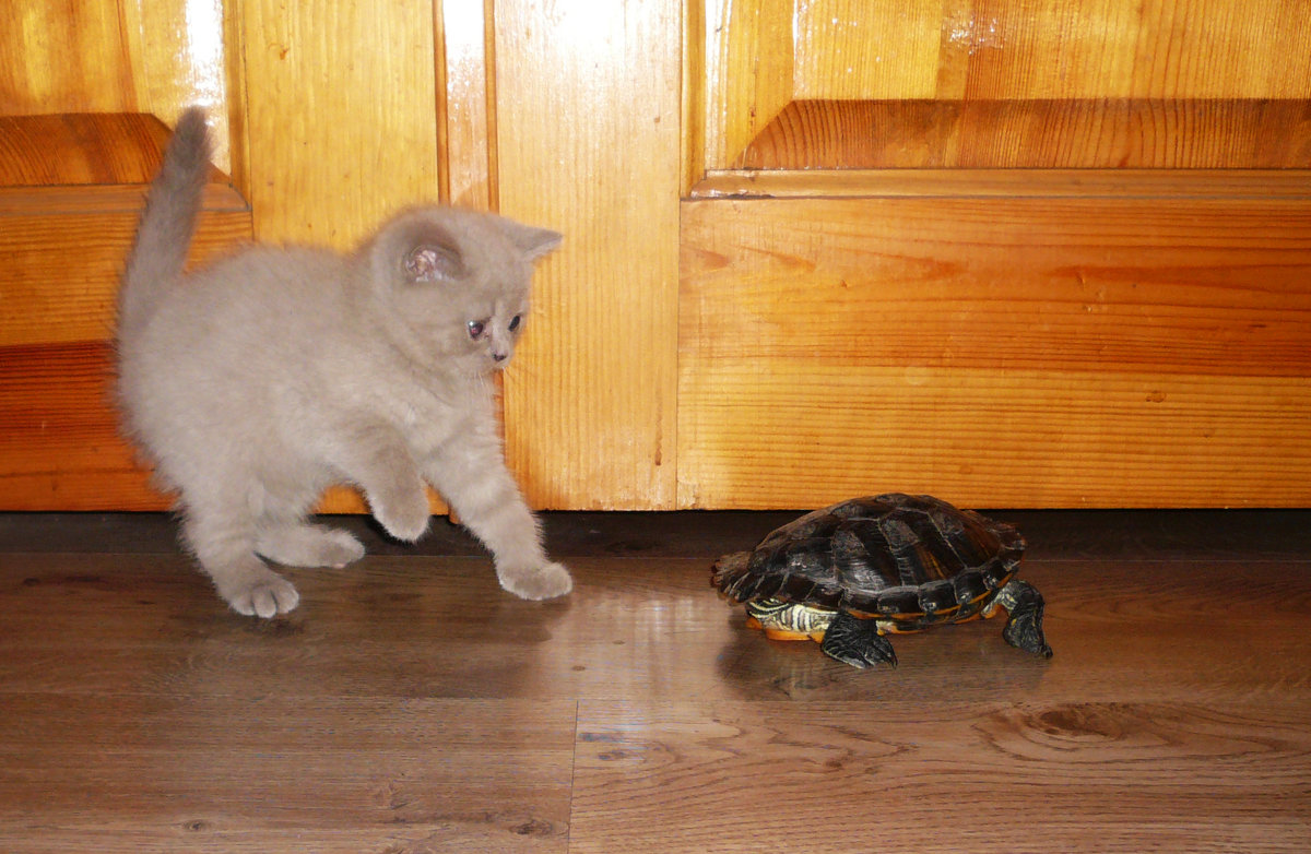 Котик Ясон и черепах Винтик - Galina Belugina