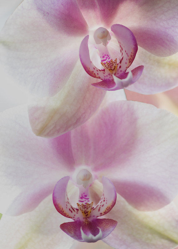 Орхидейная акварель - Ирина Приходько