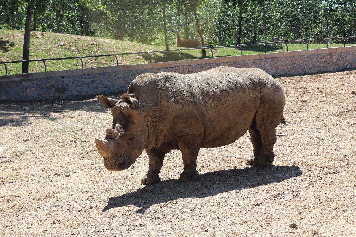 Носорог,зоопарк Даляня - Сергей Смоляр