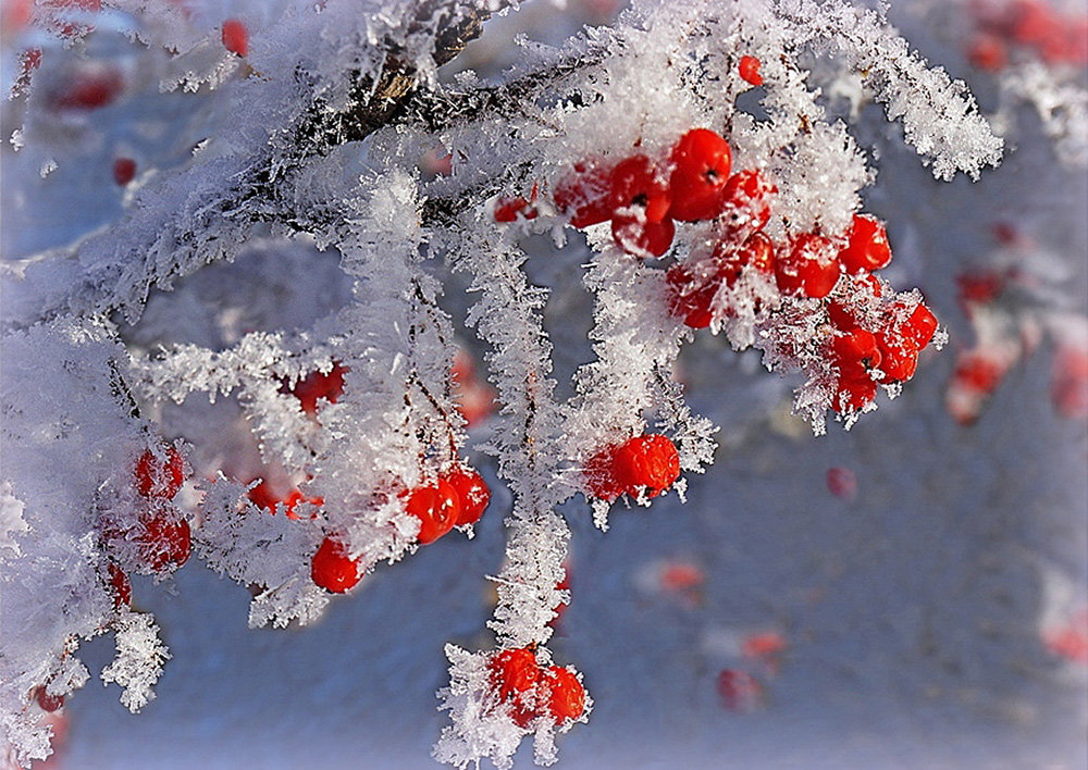 Застывшая краса в снегу - Павлова Татьяна Павлова