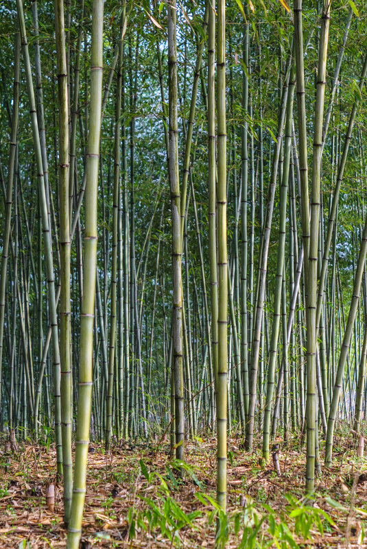 bamboo forest - Alexey Romanenko