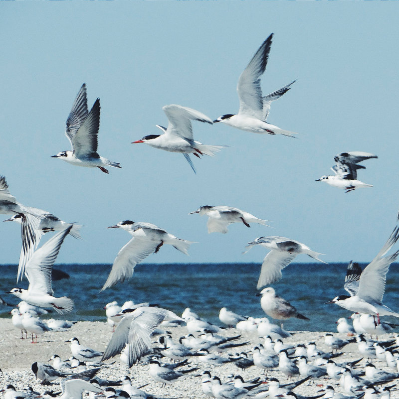 Seagulls - Кристина Лысенко