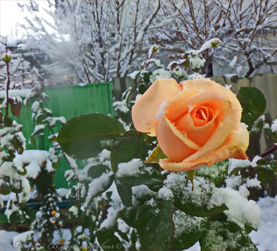 роза в снегу - Юрий Владимирович