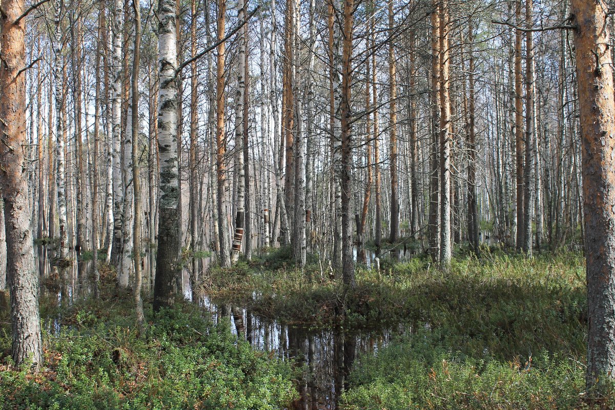 разлив лесной речки Ширшима - Светлана Ку