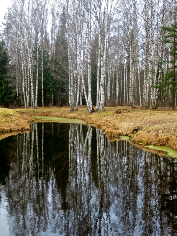 берёзовая роща - Елена 