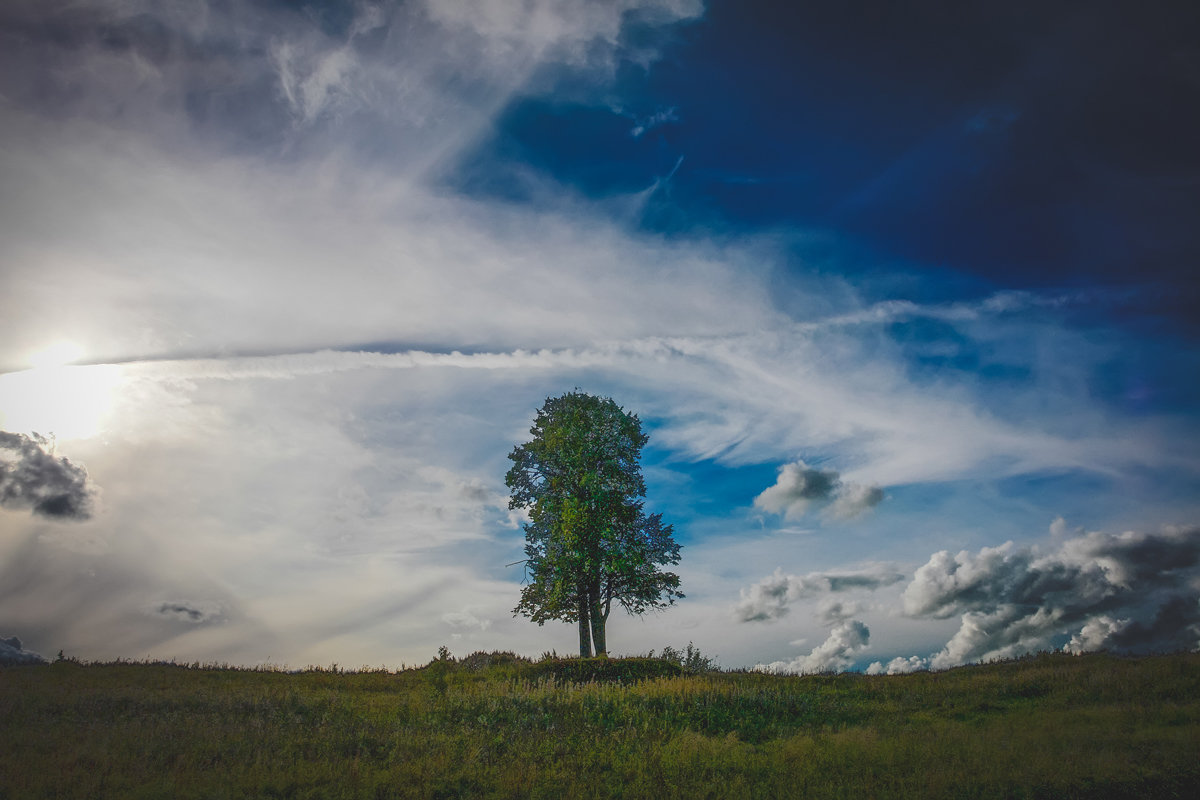 Дерево и Небо - Дмитрий 