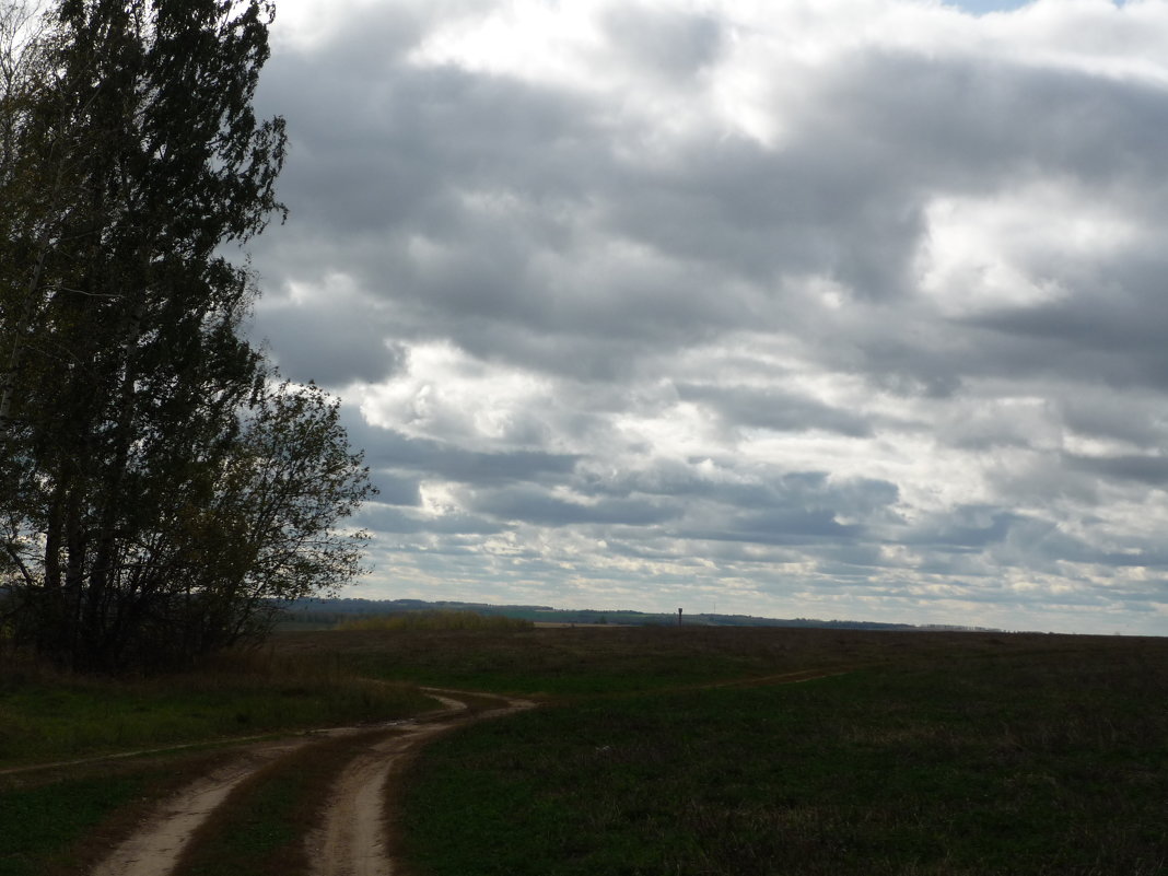 Дорога к лесу - Ольга 
