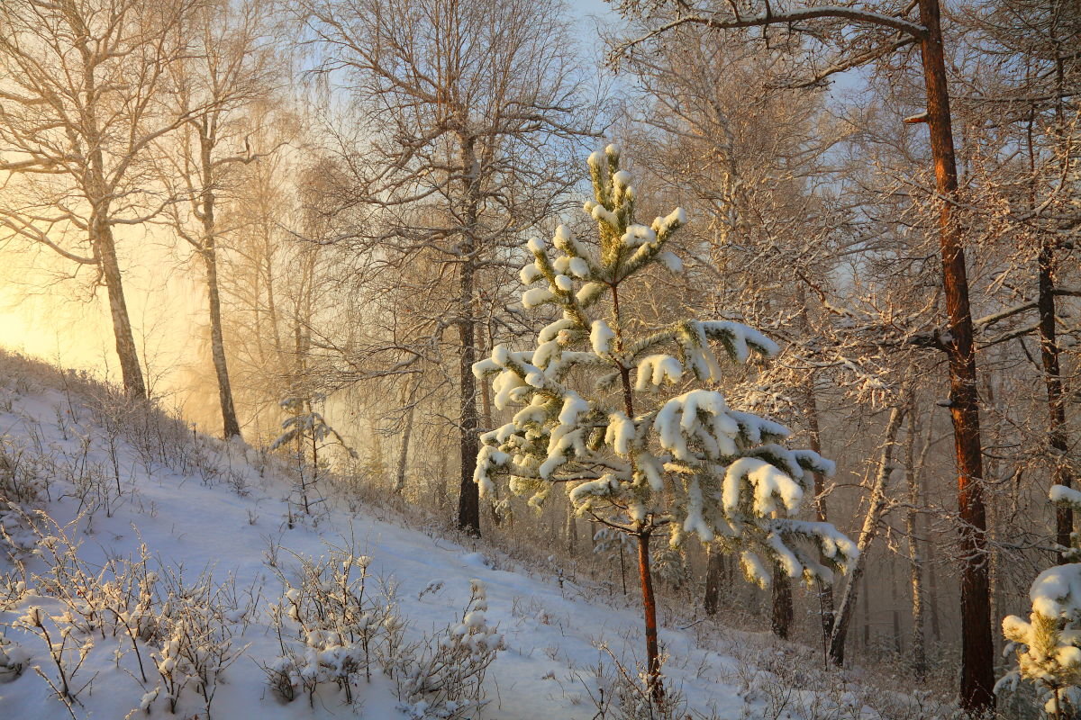 ** - Николай Елисеев