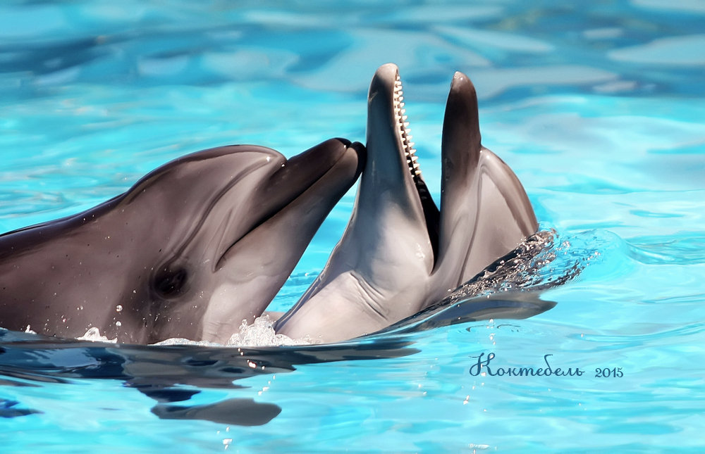 дельфины - лада шлёнова