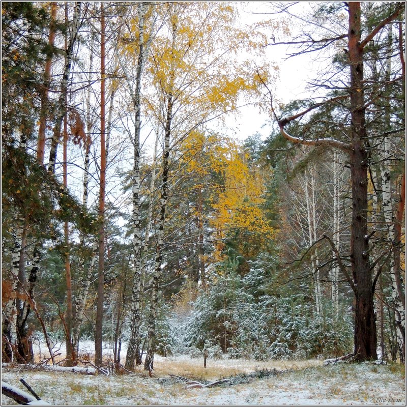 В зиму - Николай Дементьев 