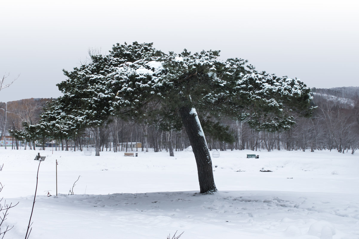 Столетнее дерево - Наталья Литвинчук