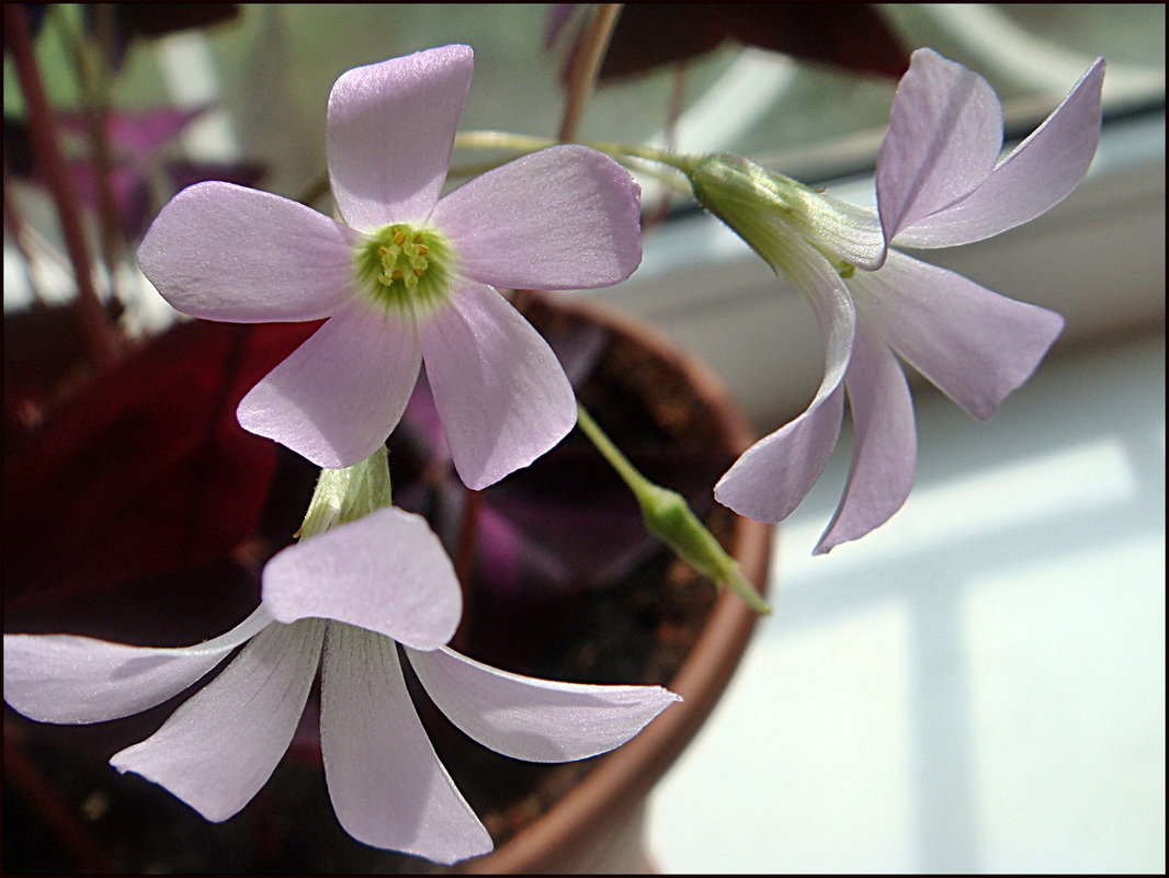 Нежные цветы кислицы - Нина Корешкова