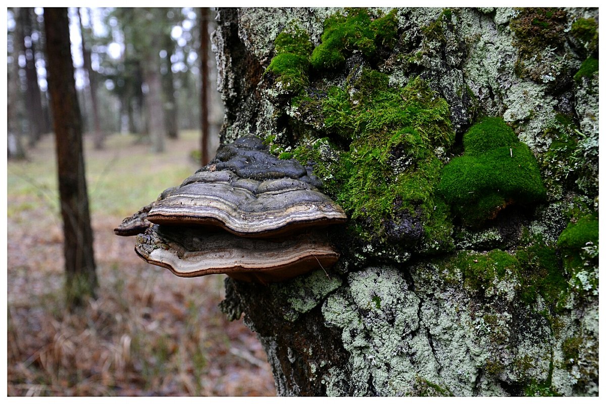 Древесный гриб в декабрьском лесу - Милешкин Владимир Алексеевич 