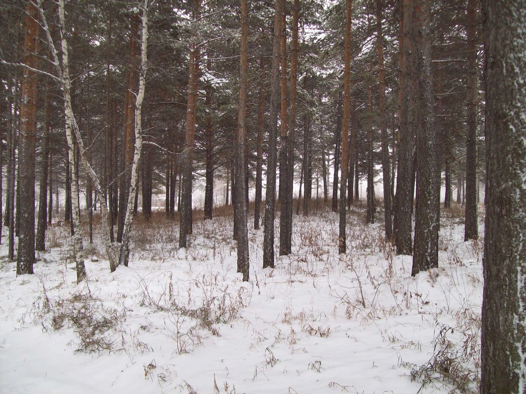 В нашем городе снег - alemigun 