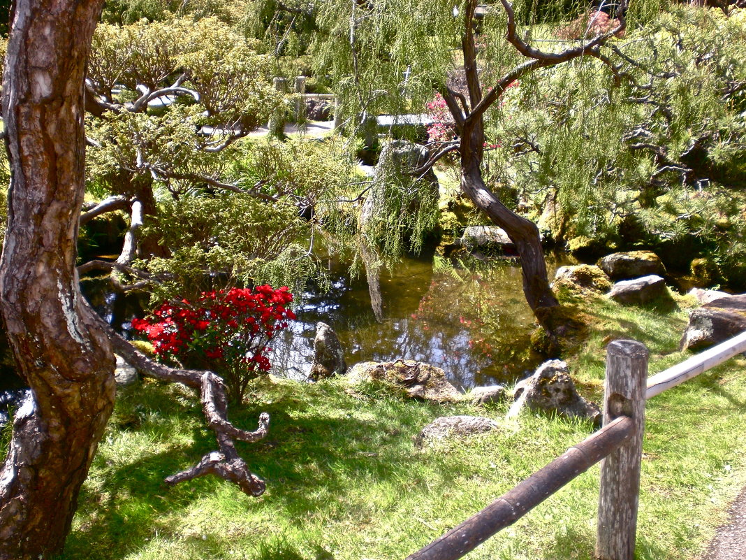 японский сад - Елена 