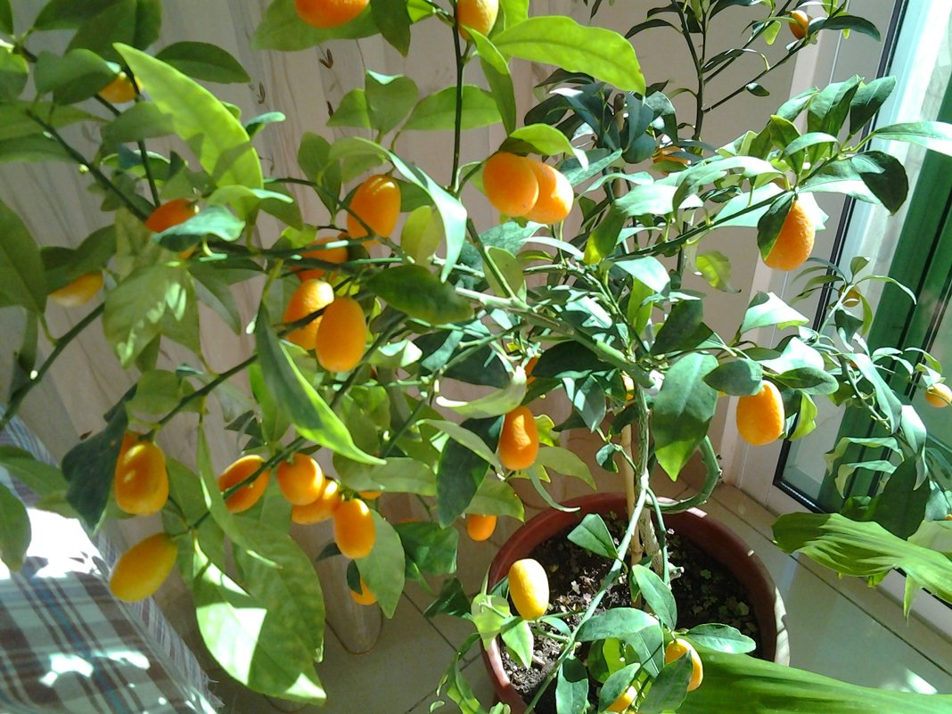 Наш сад.Фортунелла или Кумбат.(Citrus japonica). - Жанна Викторовна