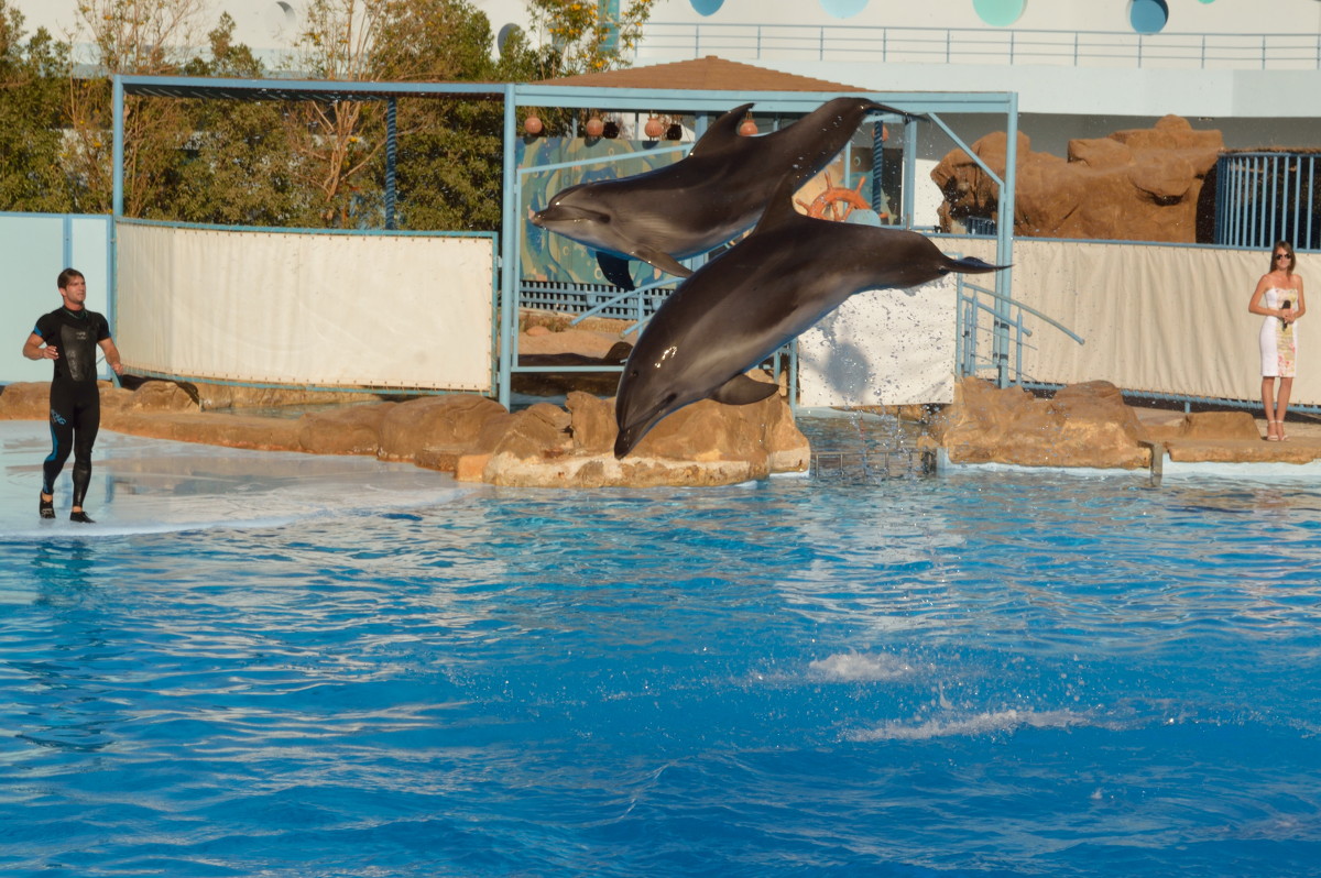 Черноморские дельфины в Египте - Денис Root
