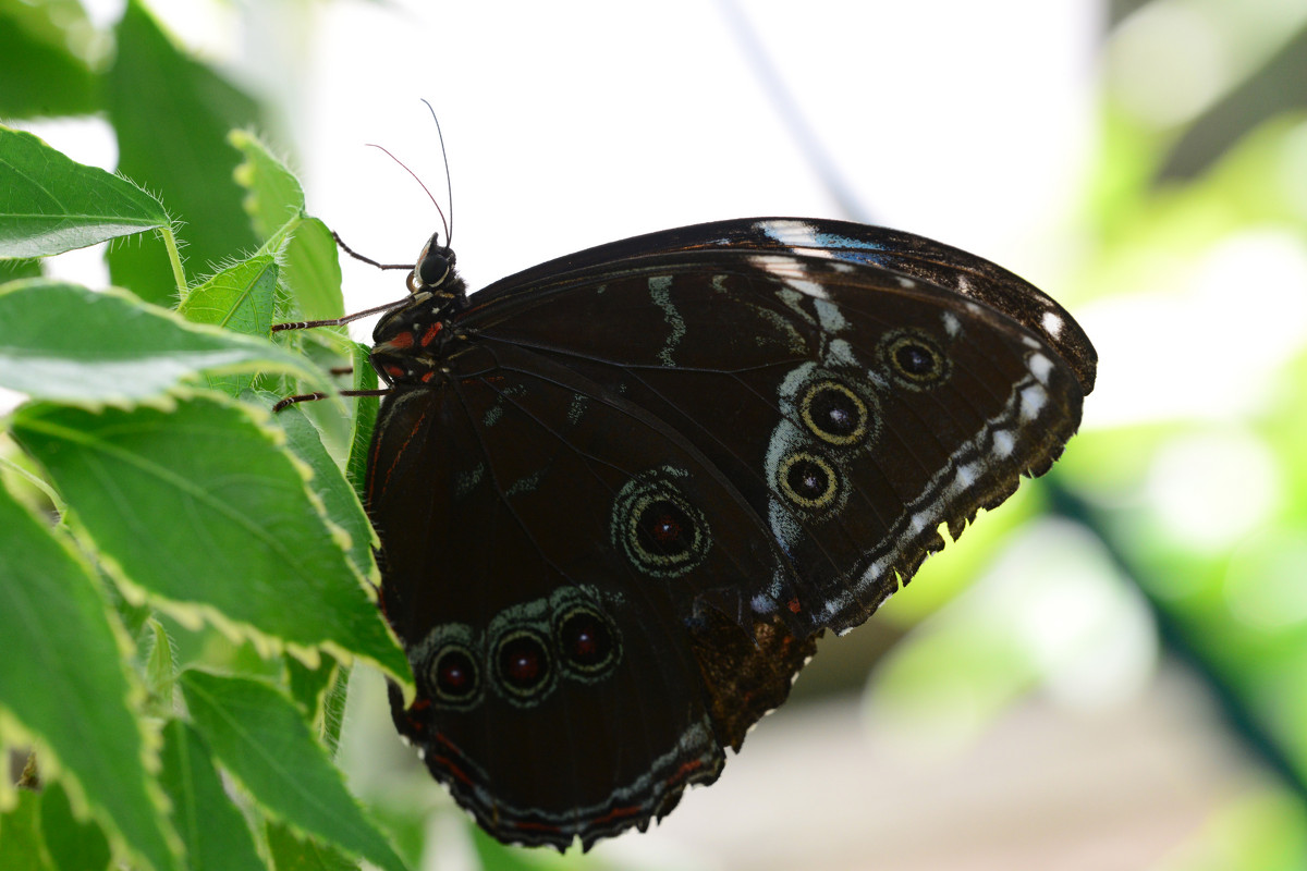 Climbing Butterfly - Дмитрий Каминский