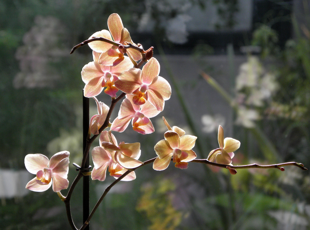 Орхидея - iriska-kuz 