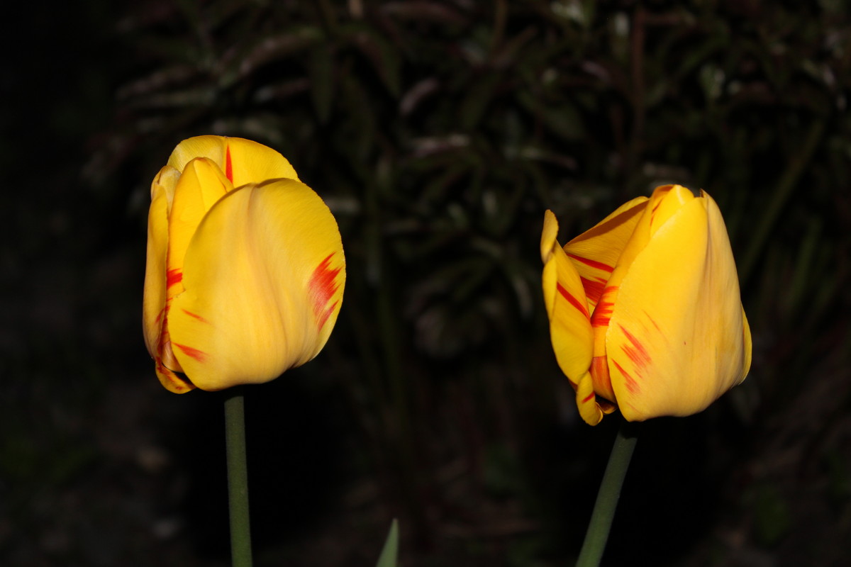 желто-красные тюльпаны - Анютка А