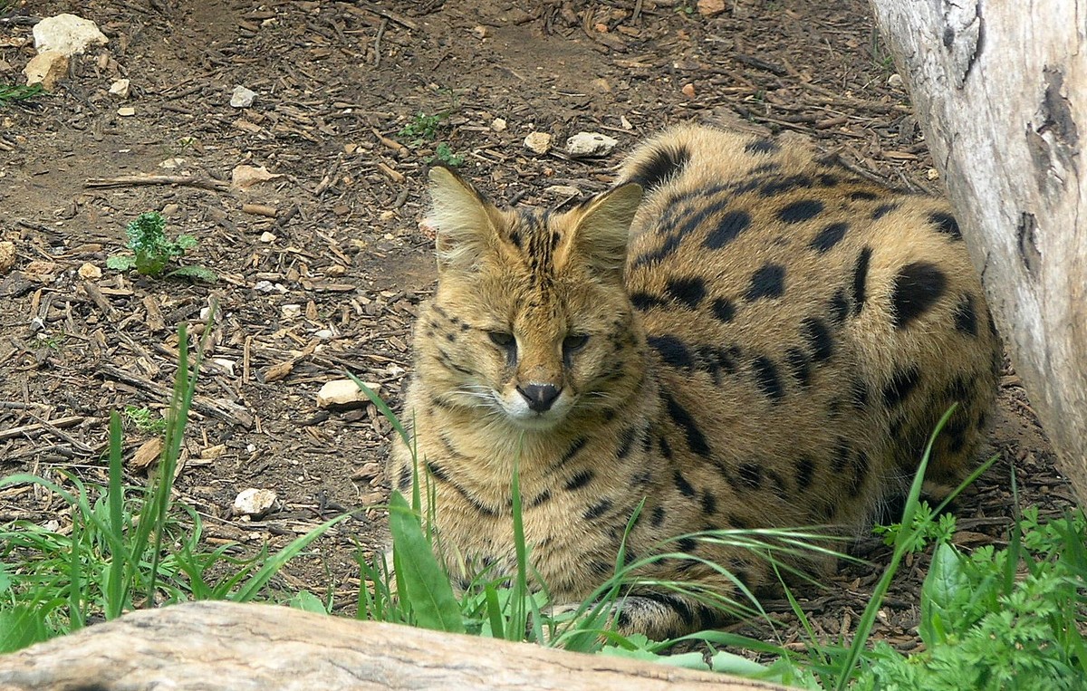 05.03.09  Сервал, дикий кот - Борис Ржевский