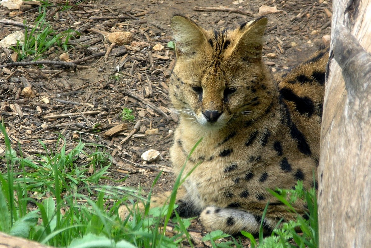 05.03.09  Сервал, дикий кот - Борис Ржевский