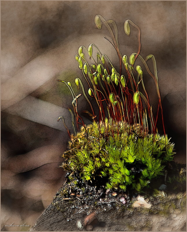 Цветущий мох — Фото №